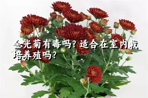 金光菊有毒吗？适合在室内栽培养殖吗？