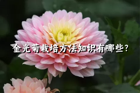 金光菊栽培方法知识有哪些？