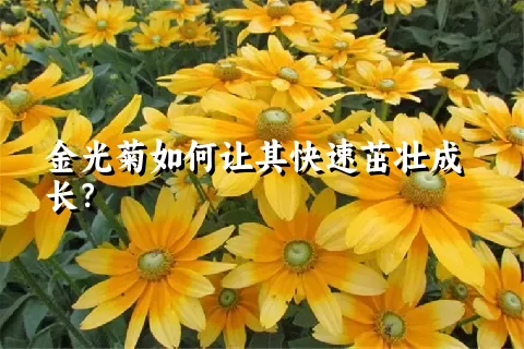 金光菊如何让其快速茁壮成长？