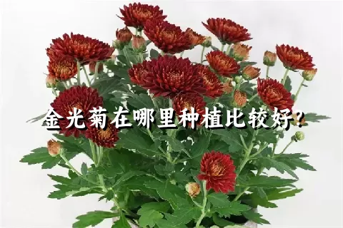 金光菊在哪里种植比较好？