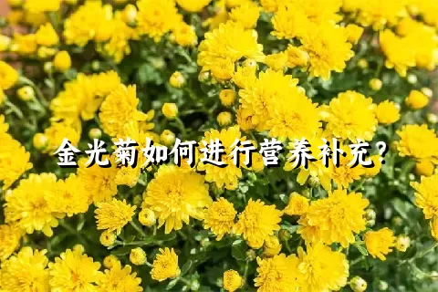 金光菊如何进行营养补充？