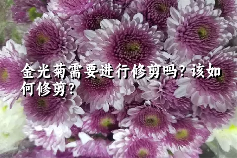 金光菊需要进行修剪吗？该如何修剪？