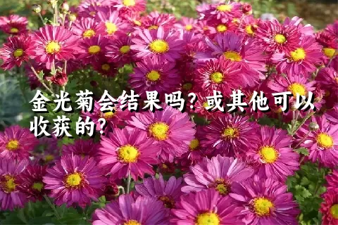 金光菊会结果吗？或其他可以收获的？
