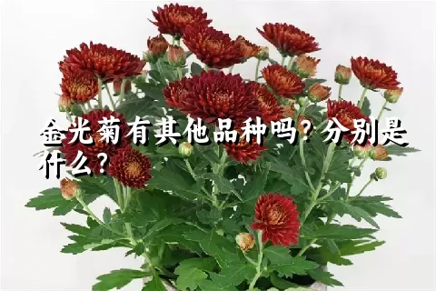 金光菊有其他品种吗？分别是什么？