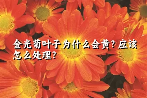 金光菊叶子为什么会黄？应该怎么处理？
