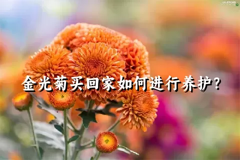金光菊买回家如何进行养护？