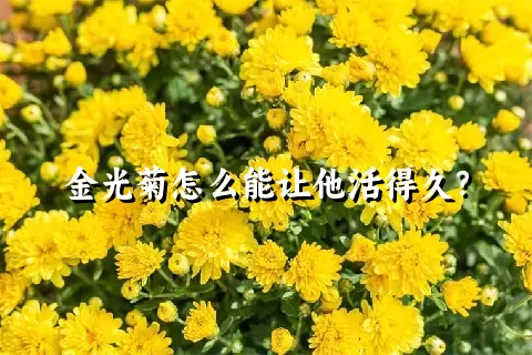 金光菊怎么能让他活得久？