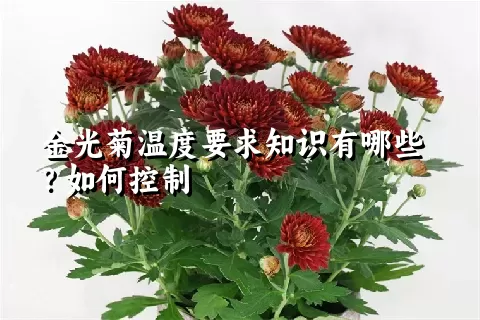 金光菊温度要求知识有哪些？如何控制
