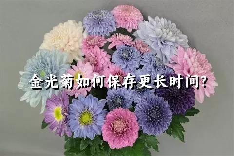 金光菊如何保存更长时间？