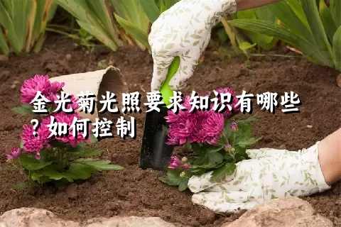 金光菊光照要求知识有哪些？如何控制