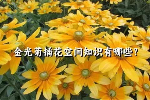 金光菊插花空间知识有哪些？