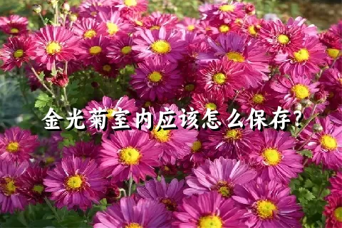 金光菊室内应该怎么保存？