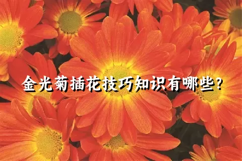 金光菊插花技巧知识有哪些？