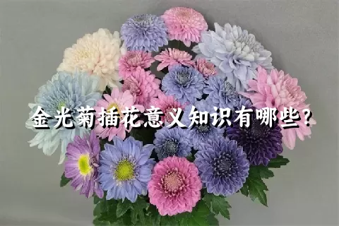 金光菊插花意义知识有哪些？