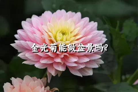 金光菊能做盆景吗？