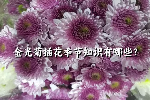 金光菊插花季节知识有哪些？