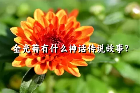 金光菊有什么神话传说故事？