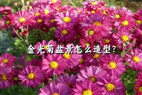 金光菊盆景怎么造型？