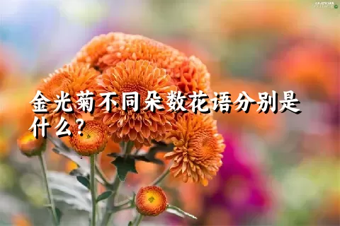 金光菊不同朵数花语分别是什么？