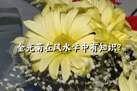 金光菊在风水学中有知识？