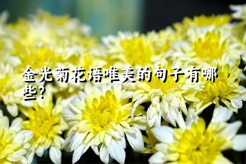 金光菊花语唯美的句子有哪些？