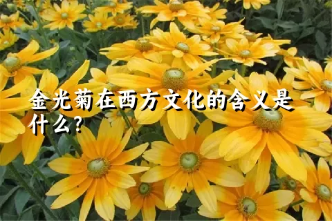 金光菊在西方文化的含义是什么？