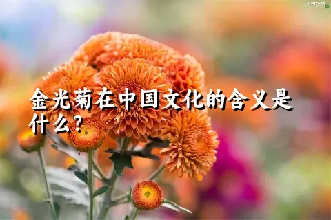 金光菊在中国文化的含义是什么？