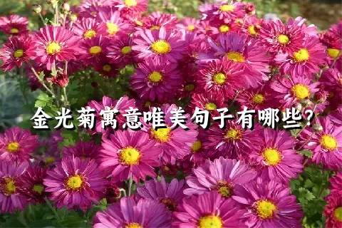 金光菊寓意唯美句子有哪些？