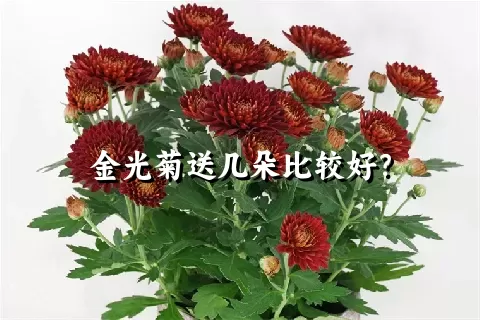 金光菊送几朵比较好？
