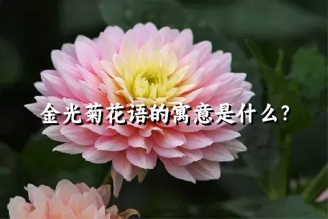 金光菊花语的寓意是什么？