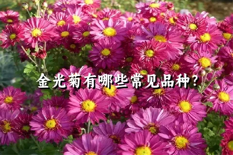金光菊有哪些常见品种？