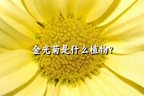 金光菊是什么植物？