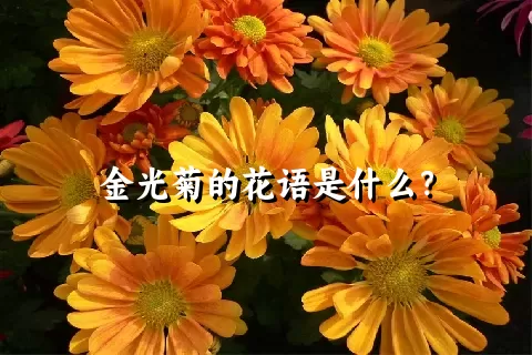 金光菊的花语是什么？
