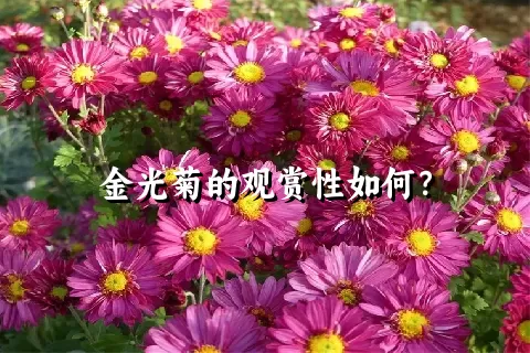 金光菊的观赏性如何？