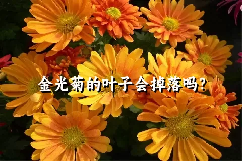 金光菊的叶子会掉落吗？