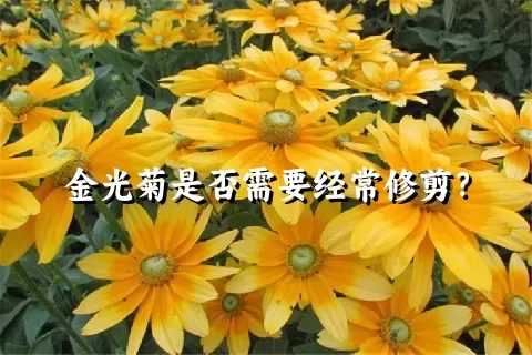 金光菊是否需要经常修剪？
