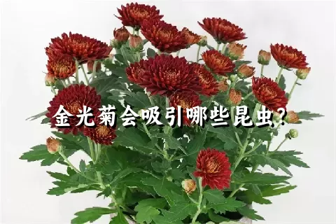 金光菊会吸引哪些昆虫？