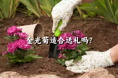 金光菊适合送礼吗？