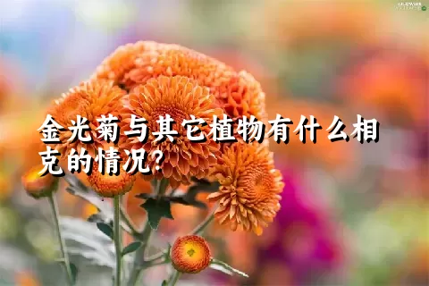 金光菊与其它植物有什么相克的情况？