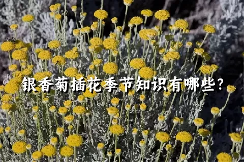 银香菊插花季节知识有哪些？