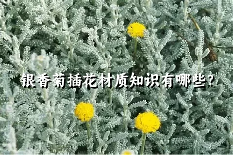 银香菊插花材质知识有哪些？