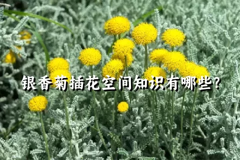 银香菊插花空间知识有哪些？