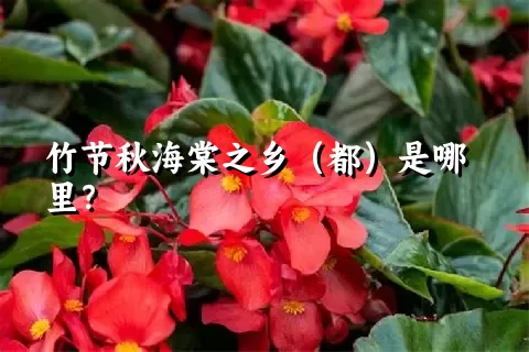 竹节秋海棠之乡（都）是哪里？