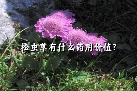 松虫草有什么药用价值？