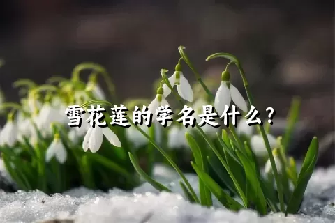 雪花莲的学名是什么？