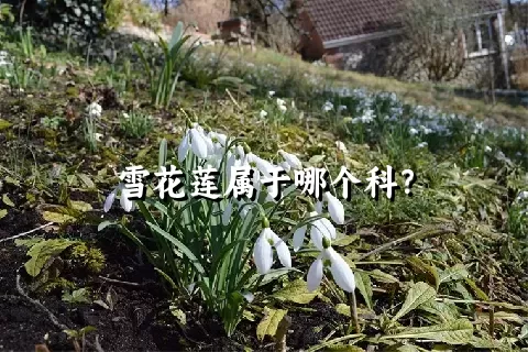 雪花莲属于哪个科？