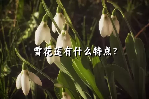 雪花莲有什么特点？