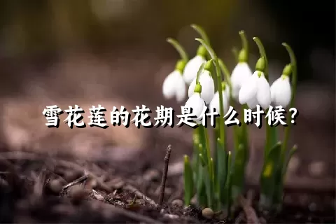 雪花莲的花期是什么时候？