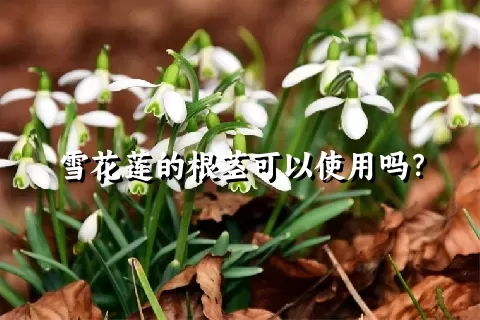 雪花莲的根茎可以使用吗？