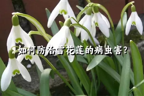 如何防治雪花莲的病虫害？